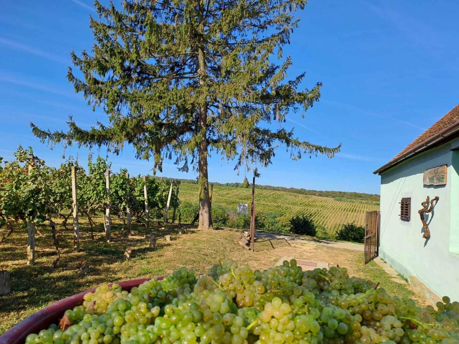 Village Wine House Mandicevac Extérieur photo